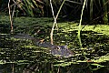_MG_0070 alligator.jpg