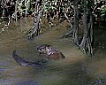 _MG_0264 river otter.jpg