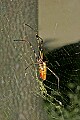 _MG_8807 golden silk spiders.jpg