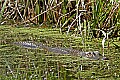 _MG_9659 alligator1.jpg