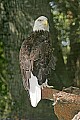 _MG_9673 bald eagle.jpg