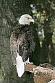 _MG_9674 bald eagle.jpg