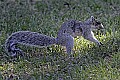 _MG_9693 southern fox squirrel.jpg