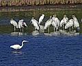 _MG_9855 great egret and wood storks.jpg