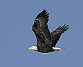 _MG_9878 bald eagle.jpg
