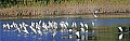 egrets and wood storks panorama 1.psd
