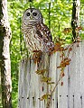 _MG_1238 barred owl.jpg