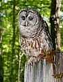 _MG_1311 barred owl.jpg