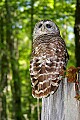 _MG_1328 barred owl.jpg