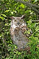 _MG_1483 great horned owl.jpg