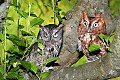 _MG_1500 screech owls in apple tree.jpg