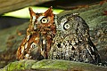 _MG_3154 screech owls.jpg