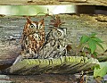 _MG_3190 screech owls.jpg