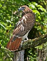 _MG_3262 red-tailed hawk.jpg