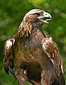 _MG_3517 golden eagle.jpg