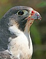 _MG_3631 peregrine falcon with meat scraps.jpg
