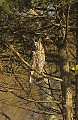 DSC_2743 long earred owl.jpg