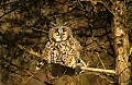 DSC_2771 long earred owl.jpg