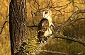 DSC_2836 barn owl (dark phase).jpg