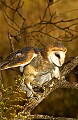 DSC_2841 barn owl with mouse.jpg