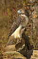 DSC_2865 red-tailed (harlan) hawk.jpg