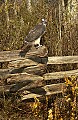 DSC_2875 red-tailed (harlan) hawk.jpg