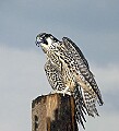 DSC_3322 peregrine falcon.jpg