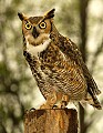 DSC_3415 Great Horned Owl 8.5x11.jpg