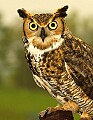 DSC_3432 great horned owl 8.5x11.jpg