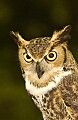 DSC_3440 great horned owl.jpg