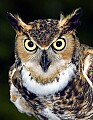 DSC_3443 great horned owl 8.5x11.jpg