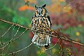 DSC_7110 long earred owl.jpg