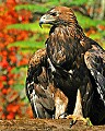 DSC_7153 golden eagle.jpg