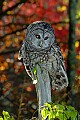 DSC_7212 barred owl.jpg