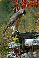 DSC_7255 red tailed hawk.jpg