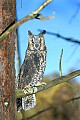 DSC_7495 long earred owl.jpg