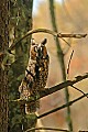 DSC_7502 long-earred owl.jpg