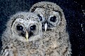 DSC_7576 barred owl chicks.jpg