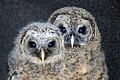 DSC_7579 barred owl chicks.jpg