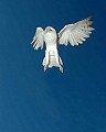 DSC_7682 flying barn owl.jpg