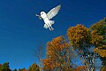 DSC_7693 barn owl-twister-flying GEM.jpg