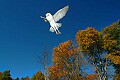 DSC_7693 barn owl-twister-flying.jpg