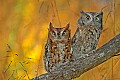 DSC_7717 screech owls.jpg