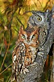 DSC_7723 screech owls.jpg