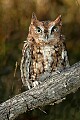 DSC_7734 brown phase screech owl.jpg
