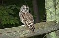 DSC_7988 barred owl.jpg