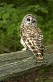 DSC_7994  barred owl on wood fence.jpg