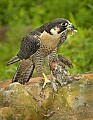 DSC_8109 peregrine falcon and quail food.jpg