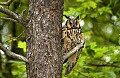 DSC_8147 long earred owl.jpg