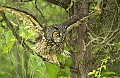 DSC_8151 long earred owl.jpg